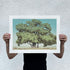 Cottonwood