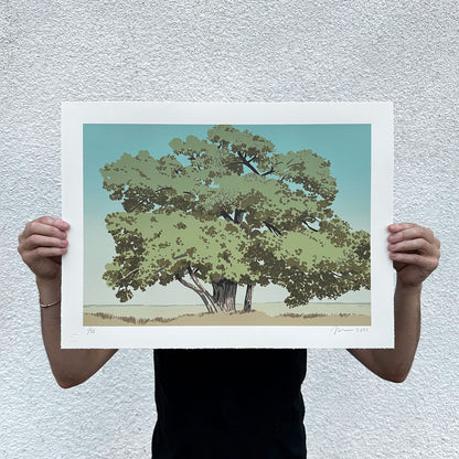 Cottonwood